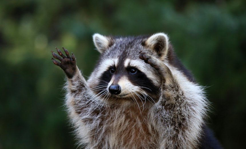 Racoon Reeper Breach Roundup: Raccoon Stealer Makes a Comeback