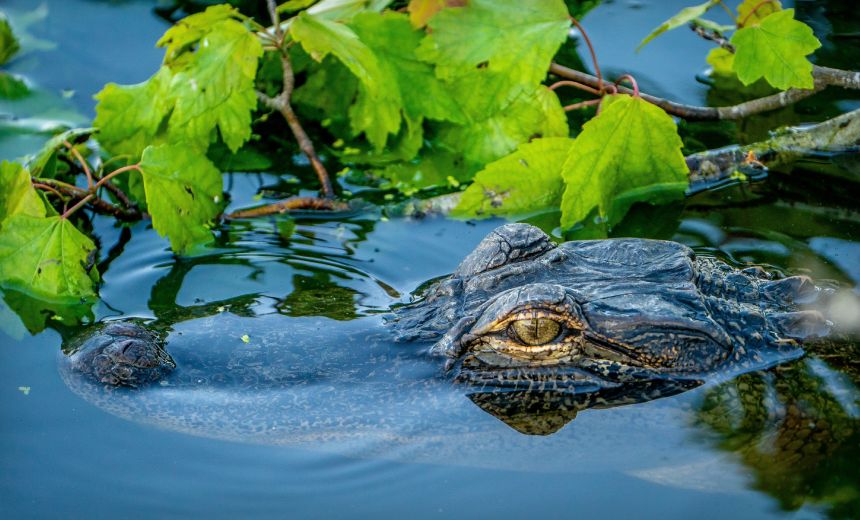 Florida Suspends Firm for Unlawfully Offshoring Claims Data