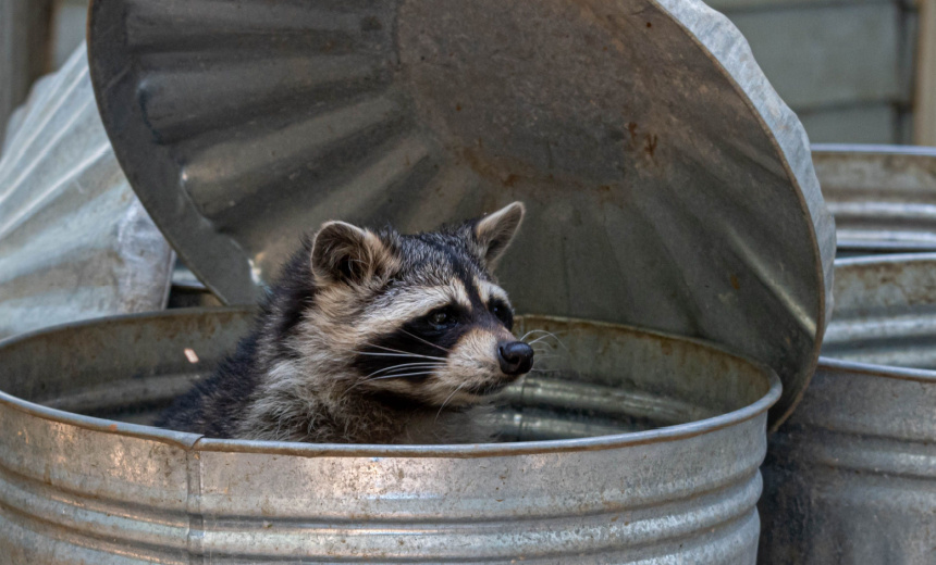 Key Raccoon Figure Receives 60-Month U.S. Prison Sentence