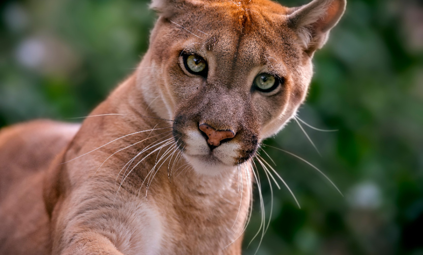 PumaBot Malware Targets Linux IoT Devices - BankInfoSecurity