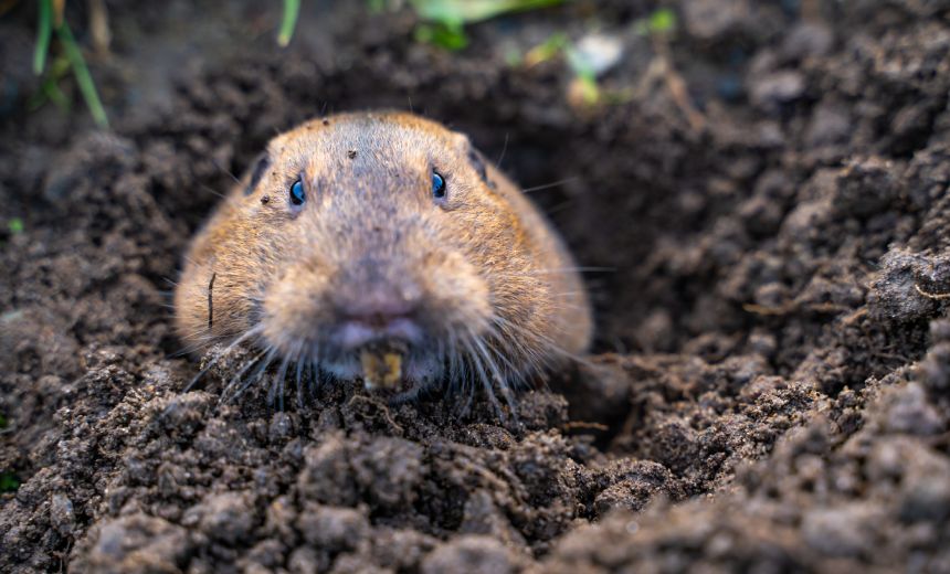 Unwary Chinese Hackers Embed Hardcoded Credentials in Backdoors